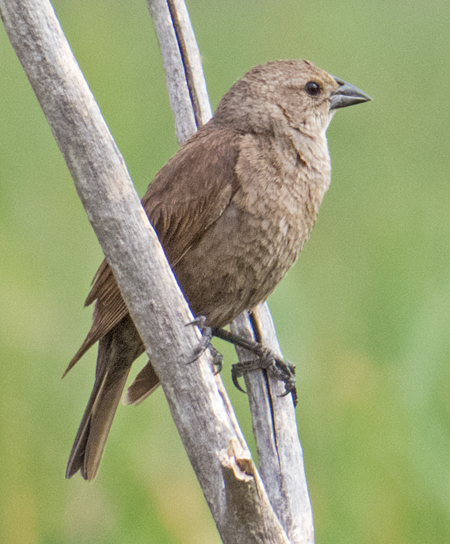 Brown Headed Cowbird 1.jpg